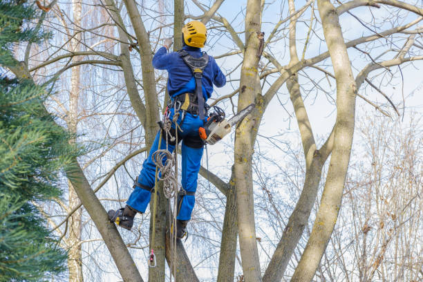 Best Tree Removal Service  in Orida City, FL