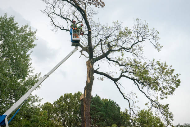 Best Tree Risk Assessment  in Orida City, FL