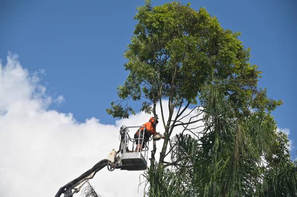 Best Grass Overseeding  in Orida City, FL